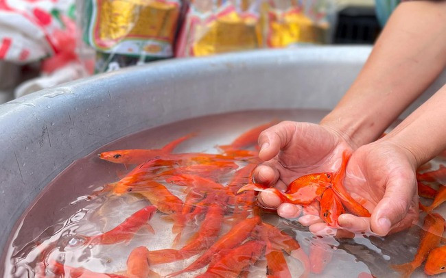 Chọn cá chép khỏe mạnh, vảy sáng, đuôi dài, bơi linh hoạt. Tốt nhất là cá chép đỏ – tượng trưng cho sự may mắn