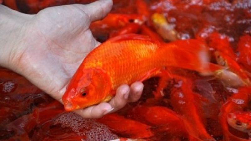 Từ bao đời nay, phong tục cúng Ông Công – Ông Táo vào ngày 23 tháng Chạp đã trở thành một nét văn hóa tâm linh thiêng liêng trong đời sống của người Việt