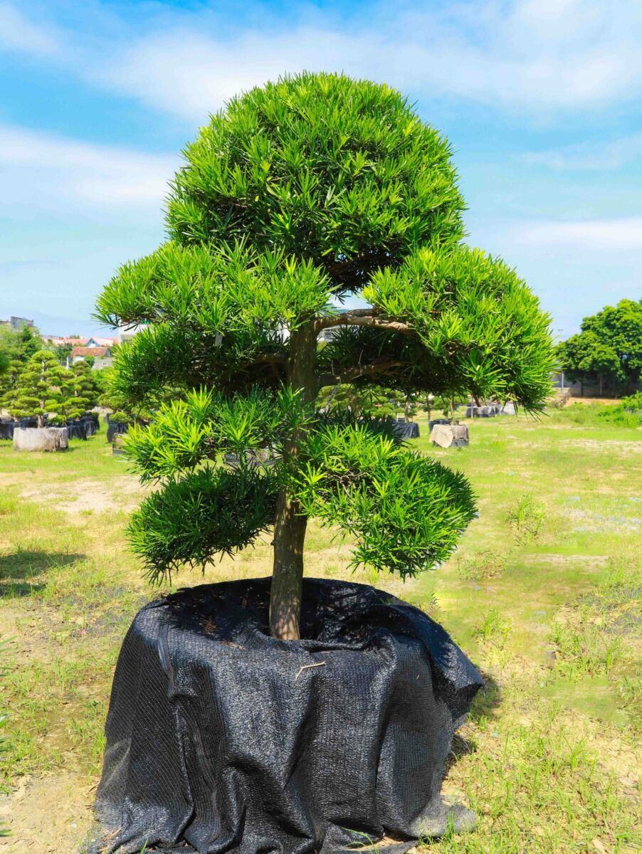 Trồng tùng ở khuôn viên mộ đá tạo nên không gian tôn nghiêm, cao quý, rất phù hợp với các lăng mộ được chạm khắc tinh xảo từ đá xanh, đá trắng nguyên khối