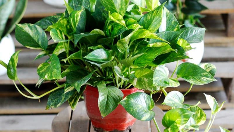 Vạn niên thanh là loài cây tượng trưng cho sự trường tồn, phát triển, mang ý nghĩa phong thủy tích cực