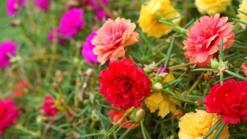 Hoa mười giờ với màu sắc rực rỡ, nở vào buổi sáng tạo cảm giác tươi sáng, nhẹ nhàng