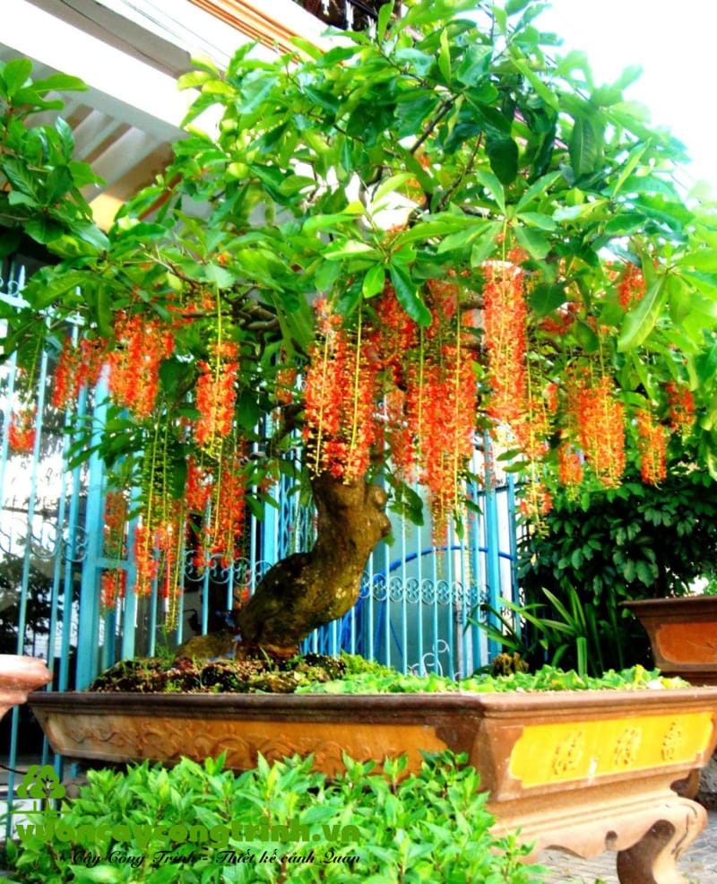 Lộc vừng thường được trồng hai bên lối đi vào lăng mộ đá. Cây có thân mềm, tán rũ xuống đẹp mắt, biểu trưng cho tài lộc và sự thịnh vượng